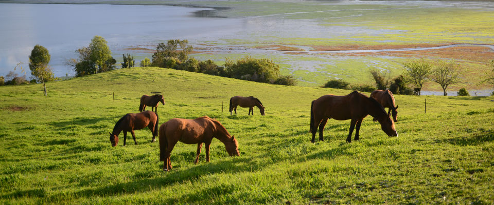 praderas del sur de Chile